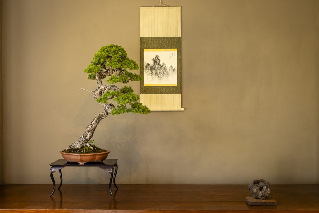 Luis Vallejo bonsai